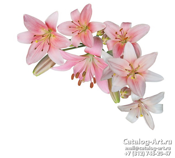Pink lilies 37